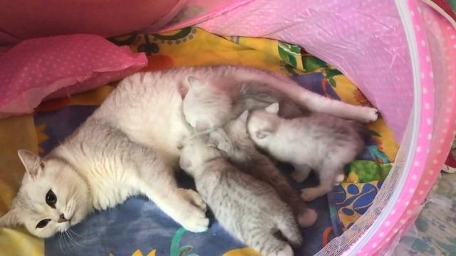 ЕСЛИ БЫ ЛЮДИ ПОНИМАЛИ ЯЗЫК КОШЕК | ИНТЕРЕСНО, ЧТО СКАЗАЛА МУСЯ КОТЯТАМ? смотреть онлайн