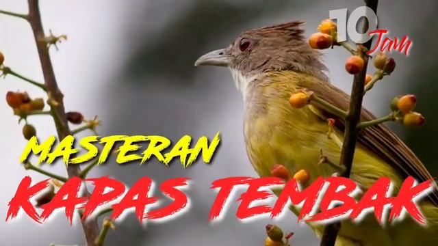 MASTERAN KAPAS TEMBAK DURASI PANJANG 10 JAM, KAPAS TEMBAK NGEROL SUARA JERNIH, ISIAN BURUNG LOMBA смотреть онлайн