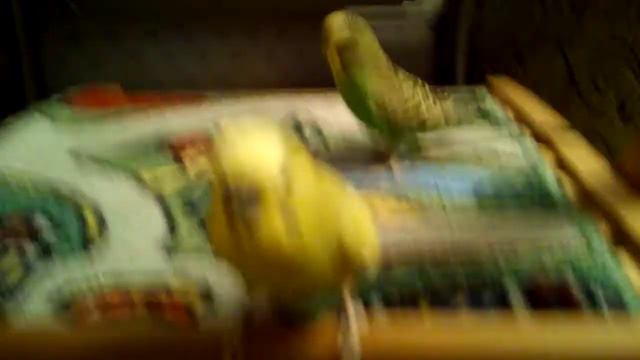 Попугаи подрались часть 2 смотреть онлайн