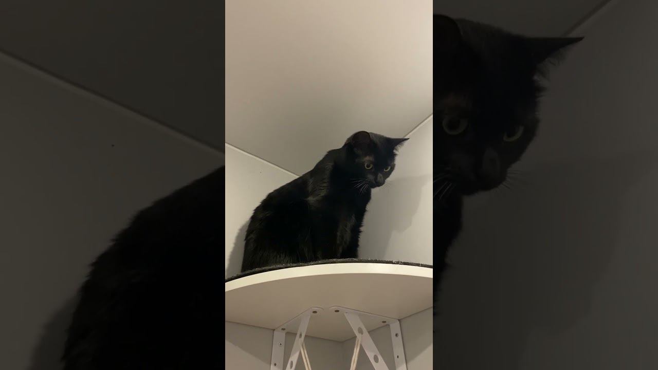 Когда ты познал суть мироздания #шортс #probalanceкорм #умиротворение #дзен смотреть онлайн