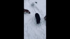 Почему моя собака хрюкает?