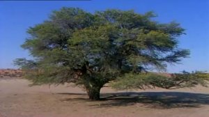 Природа Африки и Мадагаскара