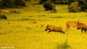 30 Times Animals Messed With The Wrong Opponent !