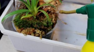 Phragmipedium kovachii. Все об уходе. Мой опыт