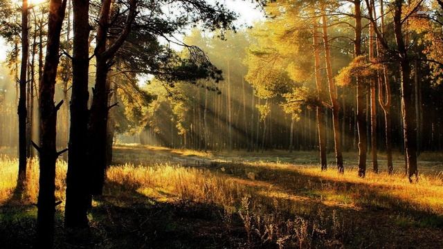 Звуки природы, пение птиц, шум леса - Sounds of nature, birdsong, forest noise смотреть онлайн