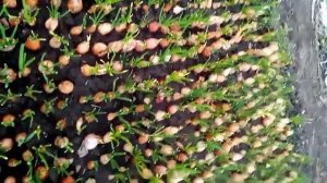 Лук кущовка на перо #лук репчатый на зелень