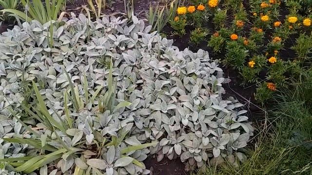 Сад безперервного квітування Ландшафтний дизайн Зразок клумби 98