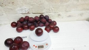 Слива диплоидная Руби Кранч RUBY CRUNCH*