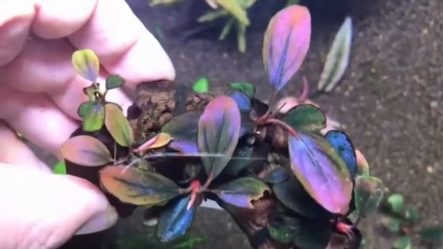Bucephalandra sp."Galaxy tricolor"(Aqua Garden 水の国)