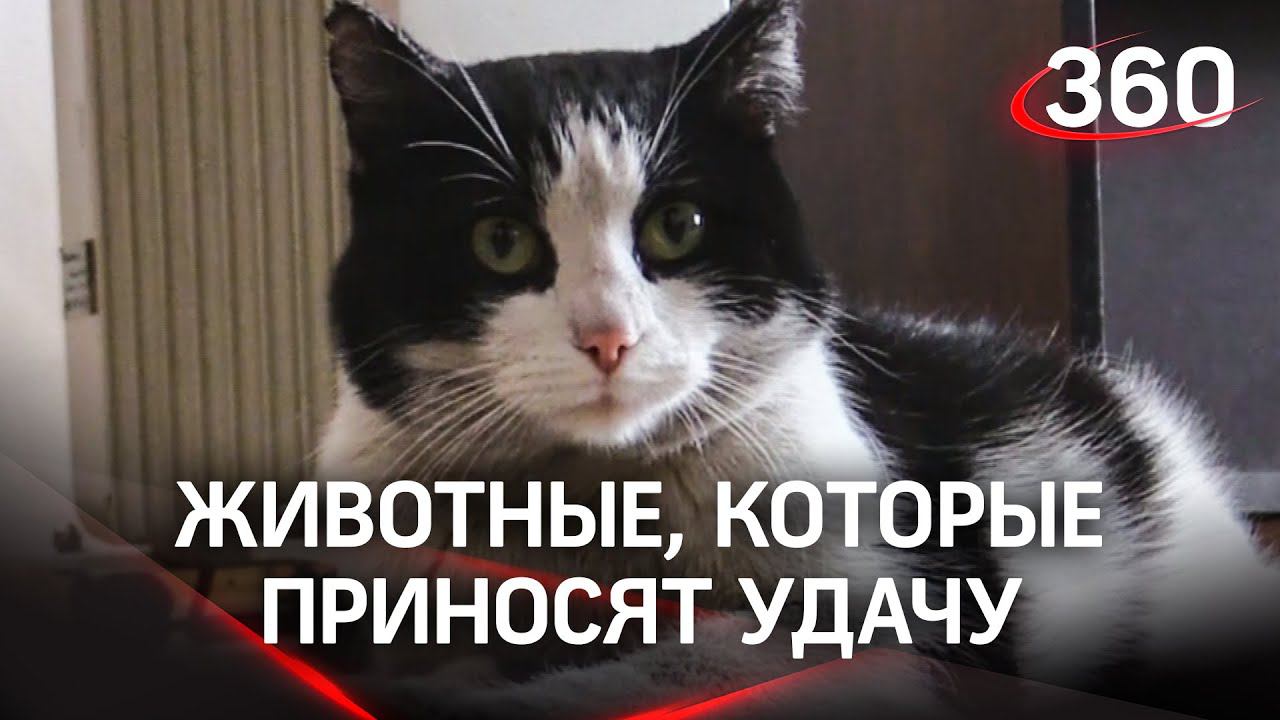Животные-талисманы: кто приносит удачу спасателям?