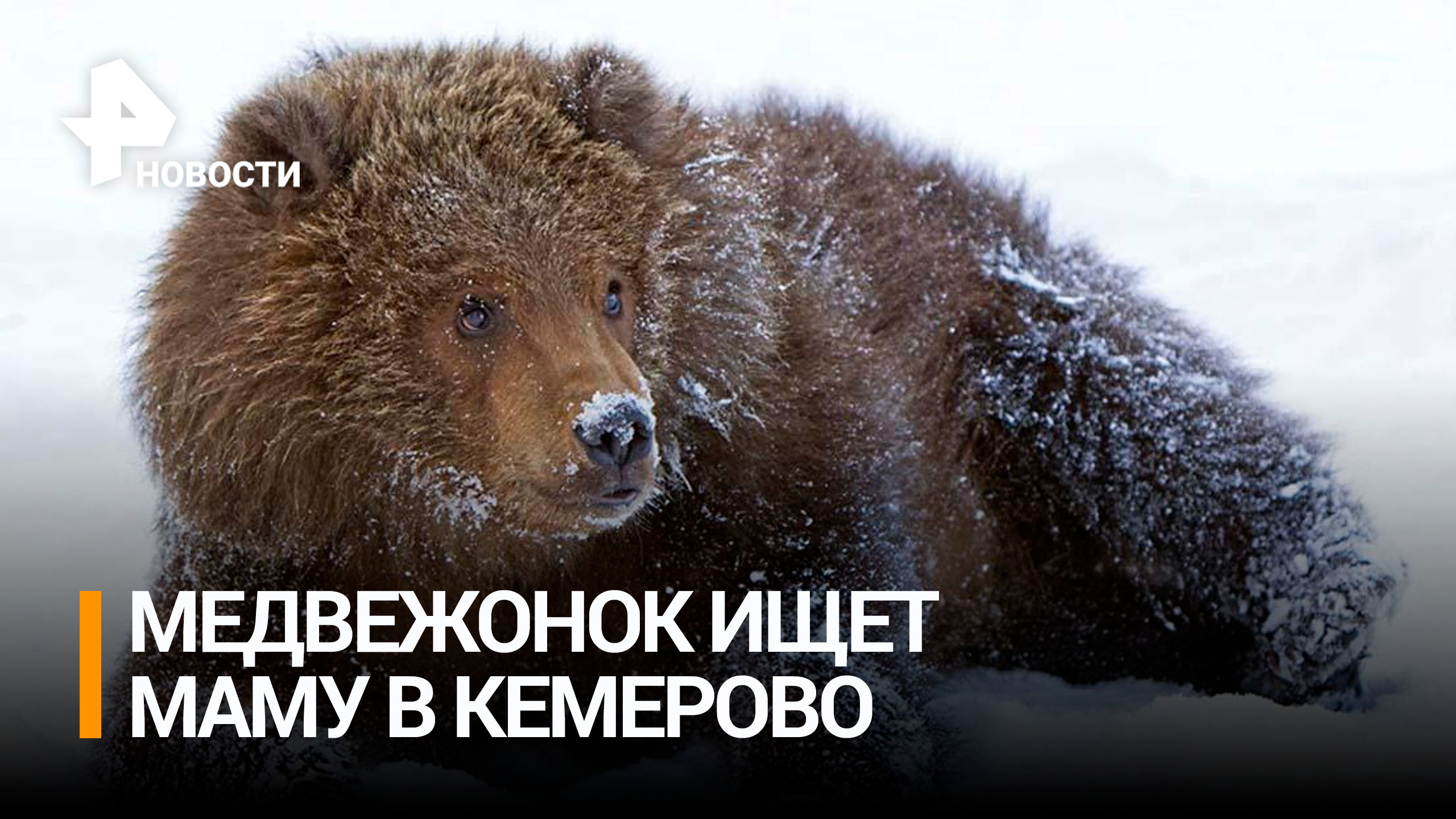 Медведь в сугробе. Медведь зимой. Бурый медведь зима. Бурый медведь зимой. Бурый медведь в снегу.