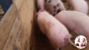 Чем кормить свиней в домашних условиях