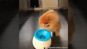 Собака - лучший друг человека! Игры с собачками! Милые животные / пингвины /черепахи / котейки / соб