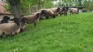 Суффолк - мясная порода овец. Где купить племенных овец Суффолк в России! Овцеводство как бизнес!