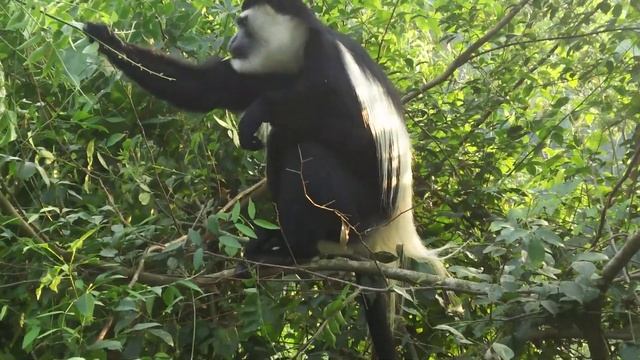 Black & White Colobus Monkey - Uganda смотреть онлайн