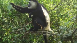 Black & White Colobus Monkey - Uganda