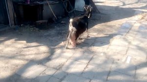 Коза не может родить