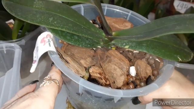 Полив ОРХИДЕЙ/Посадка кора с живым фителем/Запускаем систему/КОГДА/СКОЛЬКО/Первые правильные поливы смотреть онлайн