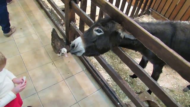 Путешествие в трогательный зоопарк смотреть онлайн