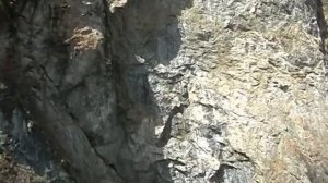 ока саянская