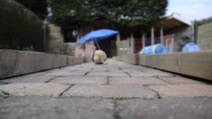 Guinea Pig Olympics - Parry Gripp