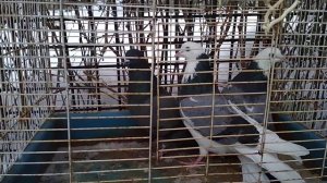 Обзор метисов Николаевский голубь пермская голубка