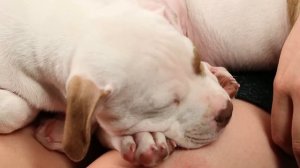 People With A Fear Of Dogs Meet Pit Bull Puppies