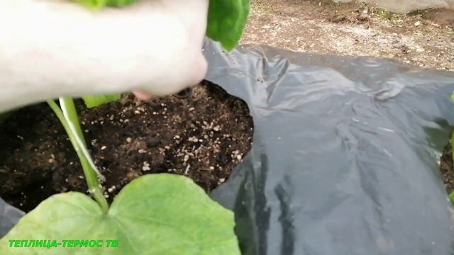 Огурцам 30 дней с момента всходов//33 дня с момента посева семян/Выращивание огурцов зимой в теплиц