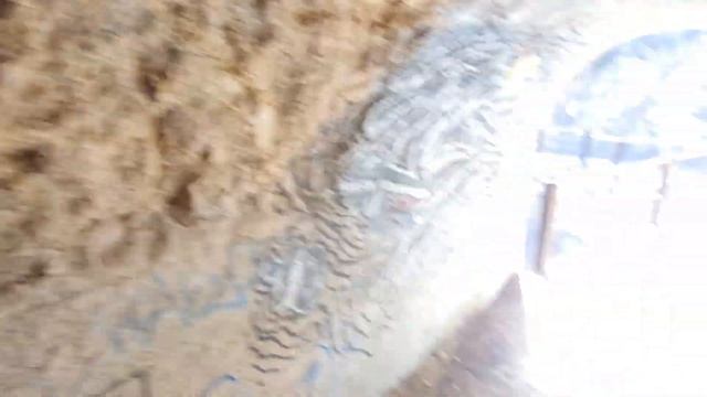 Costa Brava. Blanes Прогулка вдоль бухт Cala Blanes, cala de Sant Francesc, Sa Llapissada. смотреть онлайн