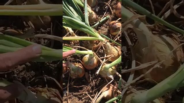 Лук Лоредо F1 (Волгоградская область) смотреть онлайн