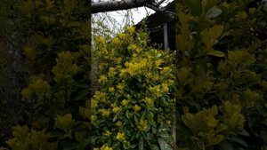 БЕРЕСКЛЕТ ЯПОНСКИЙ!ВЕСНА В МОЁМ САДУ!31 МАРТА 2023 ГОДА!?????☘☘☘☘