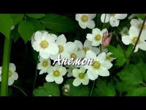 Анемон.  Дачные картинки.