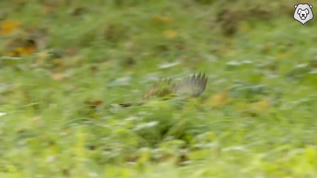 ПТИЦЫ - крылатые убийцы, нападающие на людей и крокодилов! Птицы против змей и насекомых! смотреть онлайн