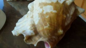 Сокровища, поднятые со дна Мексиканского залива.