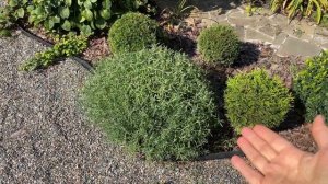 Стрижка лаванды осенью