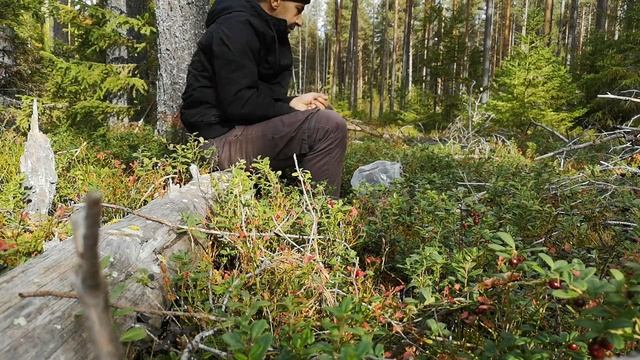 Урожайный брусничный год смотреть онлайн