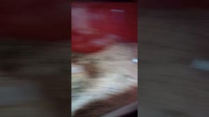 Вязка/спаривание песчанок