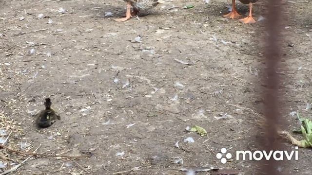 Эти утки продолжают приподносить Сюрпризы/На этот раз утята остаются в общем загоне смотреть онлайн