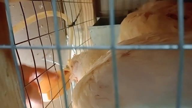 Новые кухонные бройлеры/растём?/котлеты и тушёнка