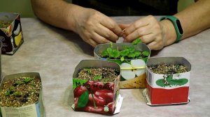 26 Примула, дихондра и цинерарии взошли.  Что дальше?