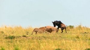 Дикие и большие кошки. Хищные животные. Развивающие видео