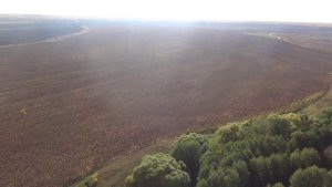 Подсолнух через 4 дня после десикации. УМО. Расход 5 л/га. Распыление над проводами.