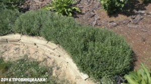 Обязательная обрезка ЛАВАНДЫ летом!!/ Лаванда в цветниках/ #lavender #pruninglavender #деревня #лет