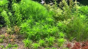 Создание медленного травника без CO2 и с минимумом удобрений. Основное правило.