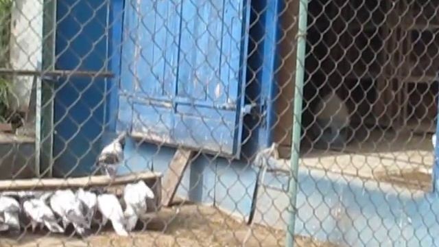 Будапештские высоколетные голуби 10 смотреть онлайн