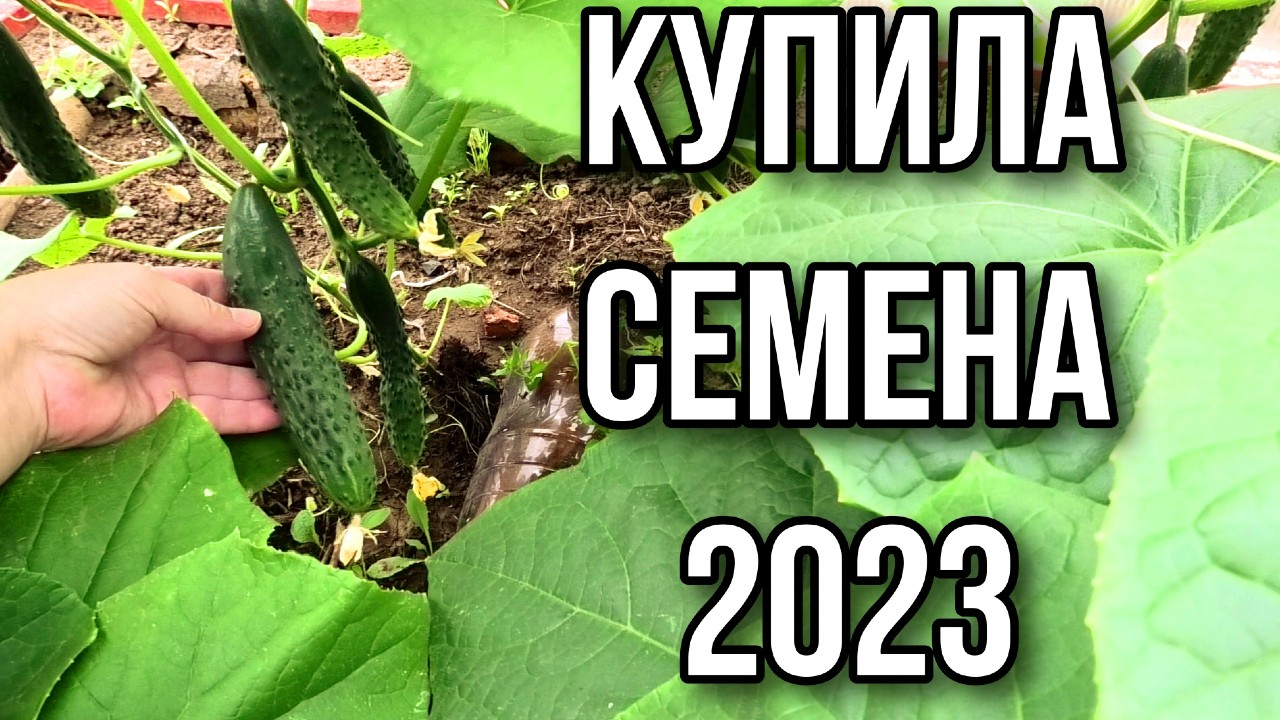 Сорта огурцов. Сезон 2023. Удмуртия.