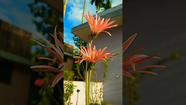 Gerbera flower