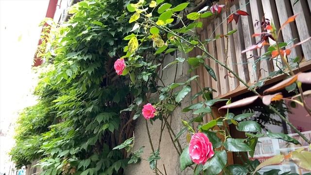 Stroll Down Memory Lane | Überlingen | Bodensee | American in Germany смотреть онлайн