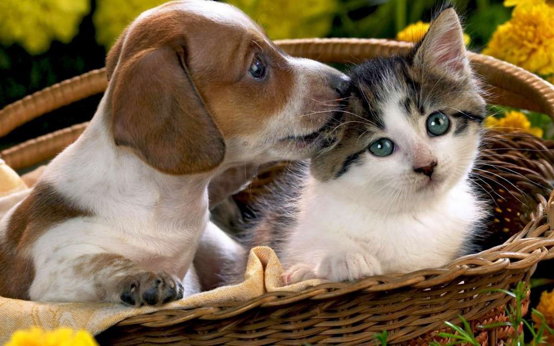 кошки и собаки в медицине.mp4