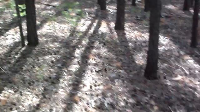 Лес, сосны, грибы, Волчиха, Алтай I Собираем грибы в Волчихинском районе Алтайского края смотреть онлайн